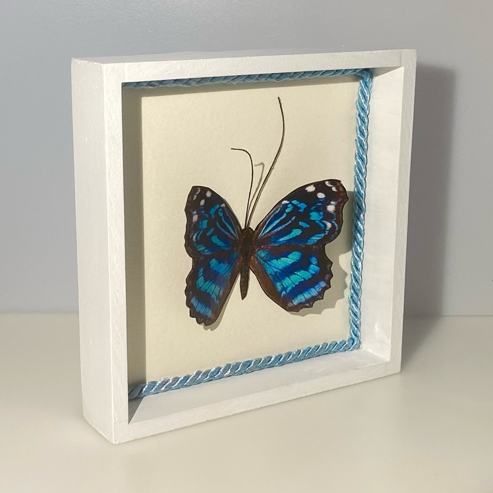 Butterfly Shadow Box - Picture 2 of 3